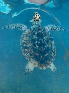 Las tortugas marinas reaparecen en busca de su lugar de origen