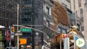 Nueva York va a proteger sus abejas con hoteles y búnkeres en calles y plazas públicas