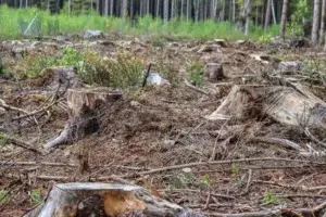 Lo que harán los candidatos alternativos para detener la depredación ambiental