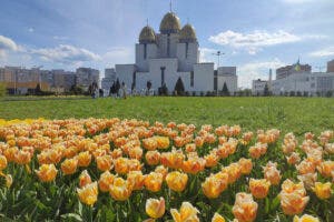 La primavera y 450.000 tulipanes ayudan a los ucranianos a lidiar con estrés de la guerra