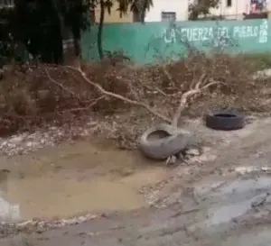 Comunitarios piden retiro de árbol caído