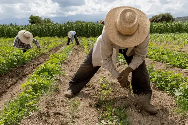 Hoy es día del Agricultor en la República Dominicana