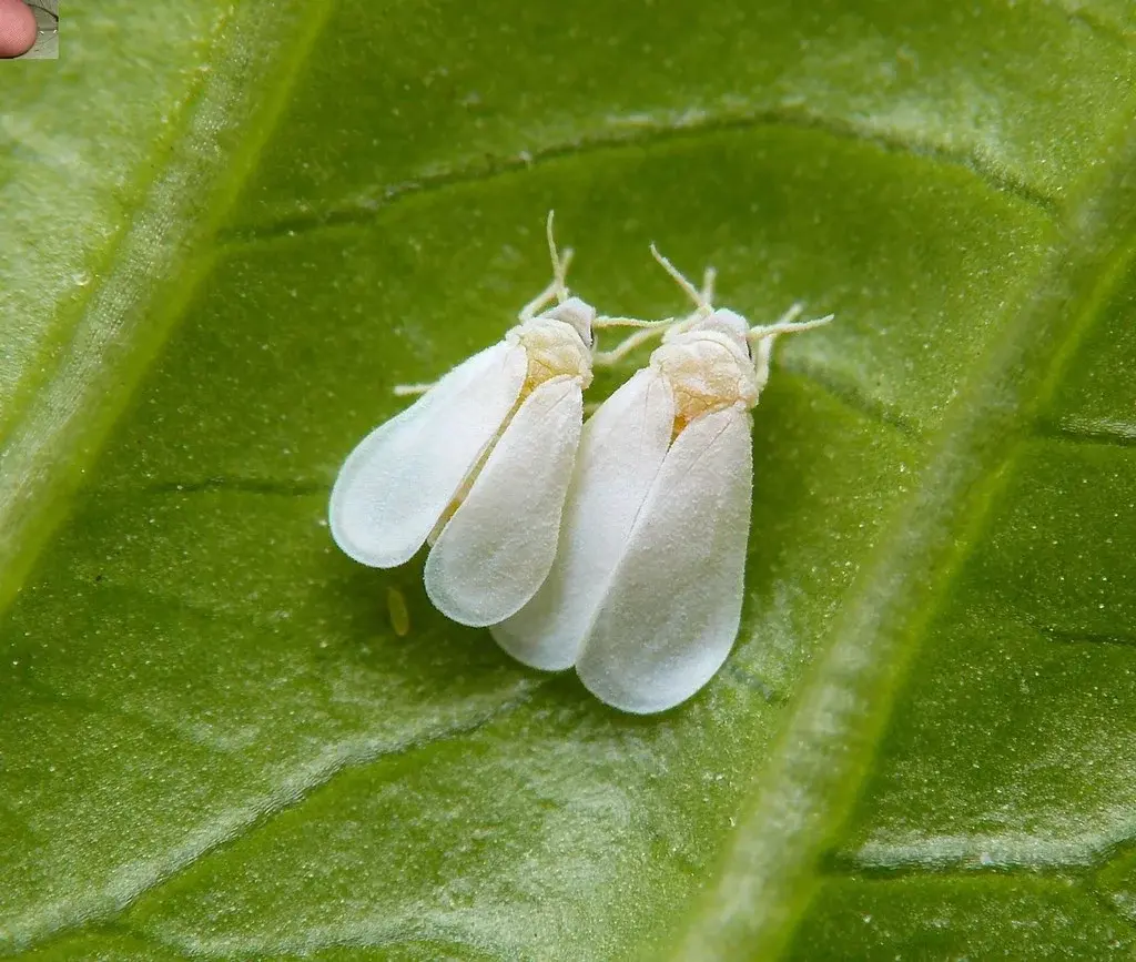 Agricultura vedará productos hospederos de mosca blanca