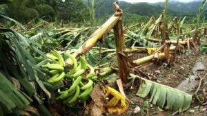 Sólo 8 % productores asegura siembras