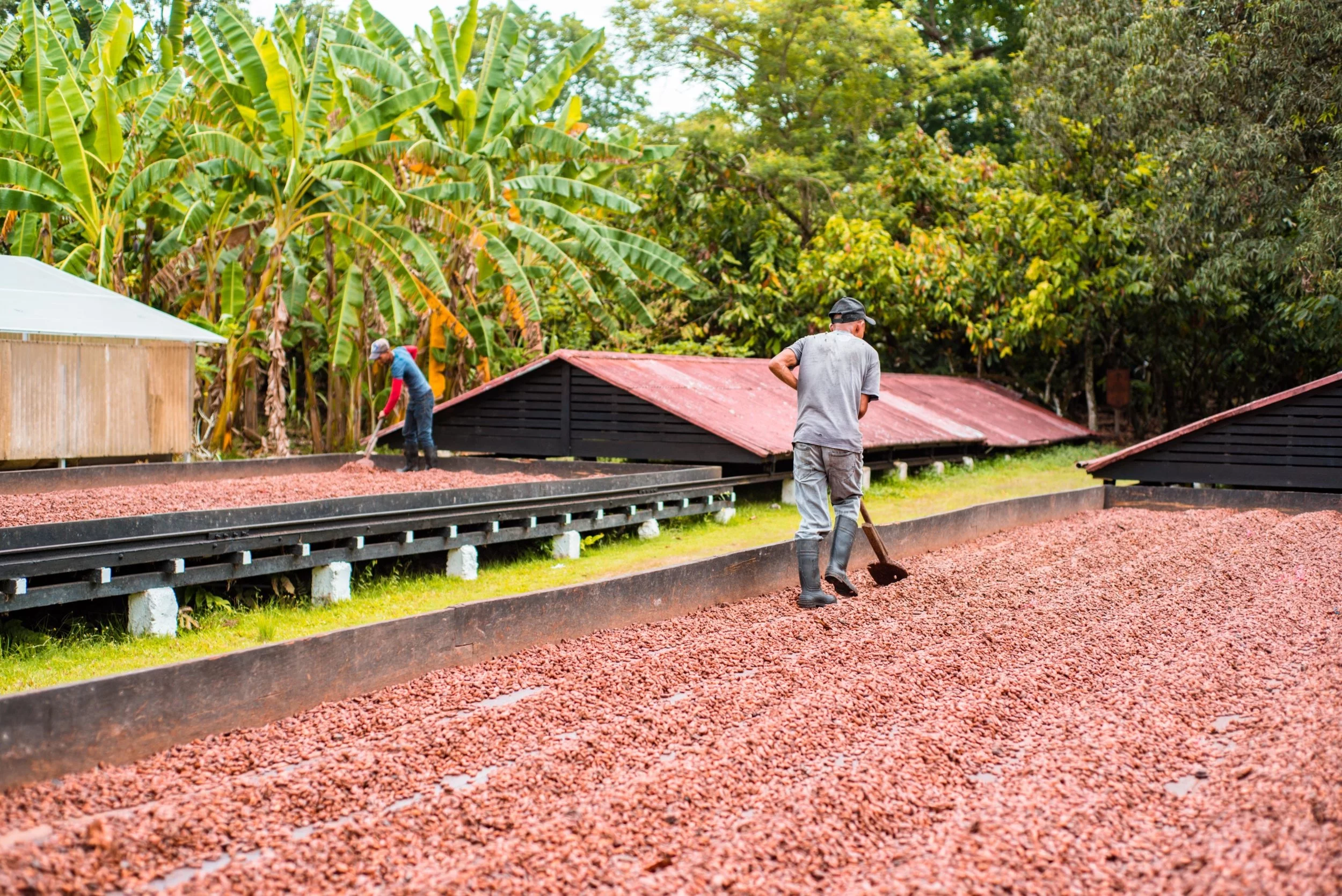 Cacao premium clave para competir en mercado   internacional a  locales