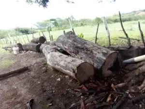 Hombre es detenido en San Juan de la Maguana por posesión de madera de especies protegidas