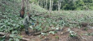 Autoridades arrestan 287 personas en intervención de Medio Ambiente en Los Haitises