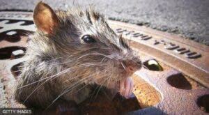 Nueva York convoca una “cumbre nacional sobre ratas urbanas” en septiembre