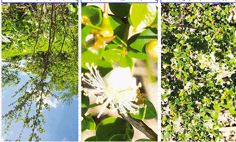 Guayabita de Falcondo, identifica a loma Peguera