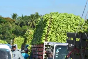 Gobierno compra más de 13 millones de guineos a Adobanano y los vende a peso en Inespre