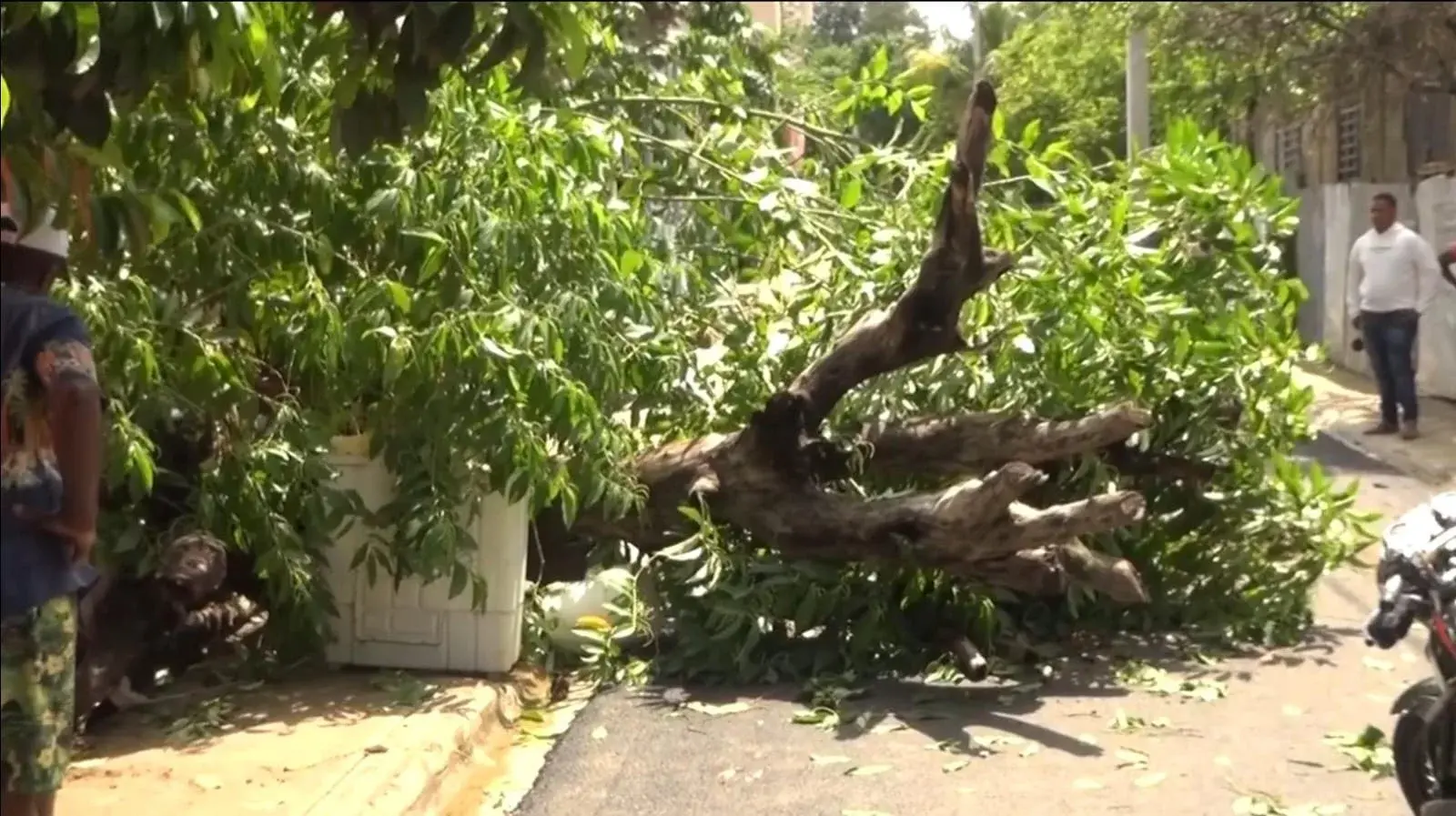 Árbol cae sobre señora de 65 años en Dajabón: presenta golpes y fracturas