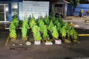 Hombre tenía en la azotea de su vivienda una plantación de marihuana en Puerto Plata 