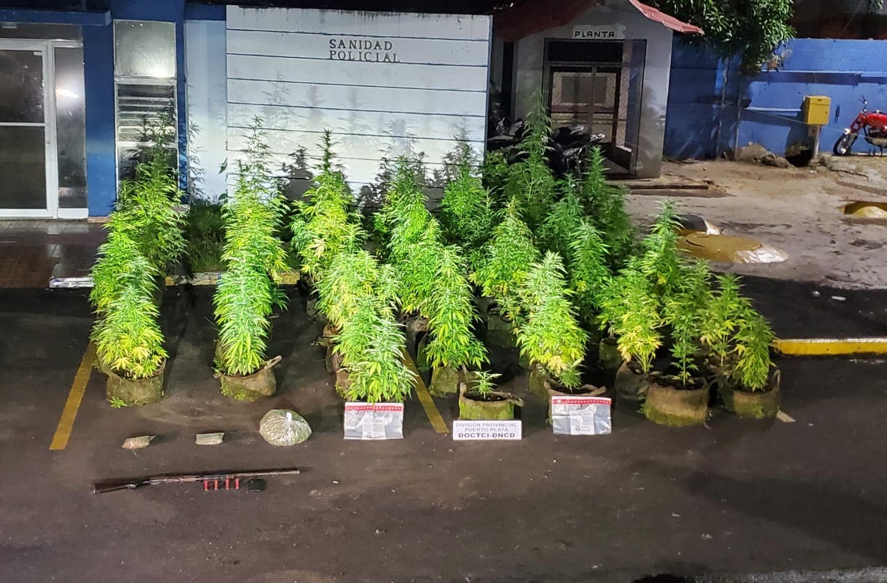 Hombre tenía en la azotea de su vivienda una plantación de marihuana en Puerto Plata 