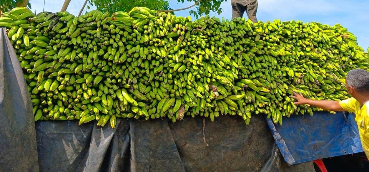 Inespre inicia compra de 14 millones de plátanos a productores afectados por ventarrón