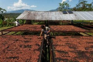 El momento de oro del cacao motiva a agricultores peruanos a aprender su mejor manejo