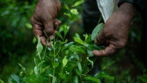 Por qué hay sobreoferta de coca en América Latina (y las repercusiones de esto en la región y el mundo)