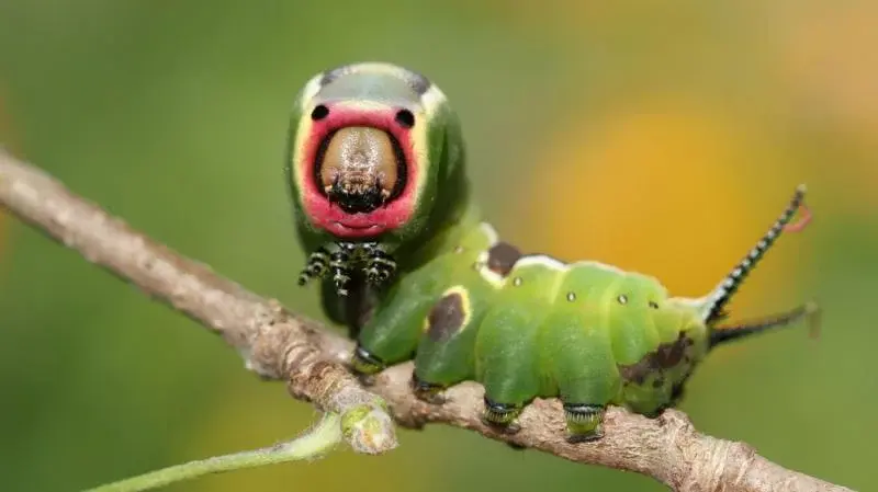 Por qué cada vez más jardineros profesionales y aficionados cuidan sus plantas para que se las coman los insectos