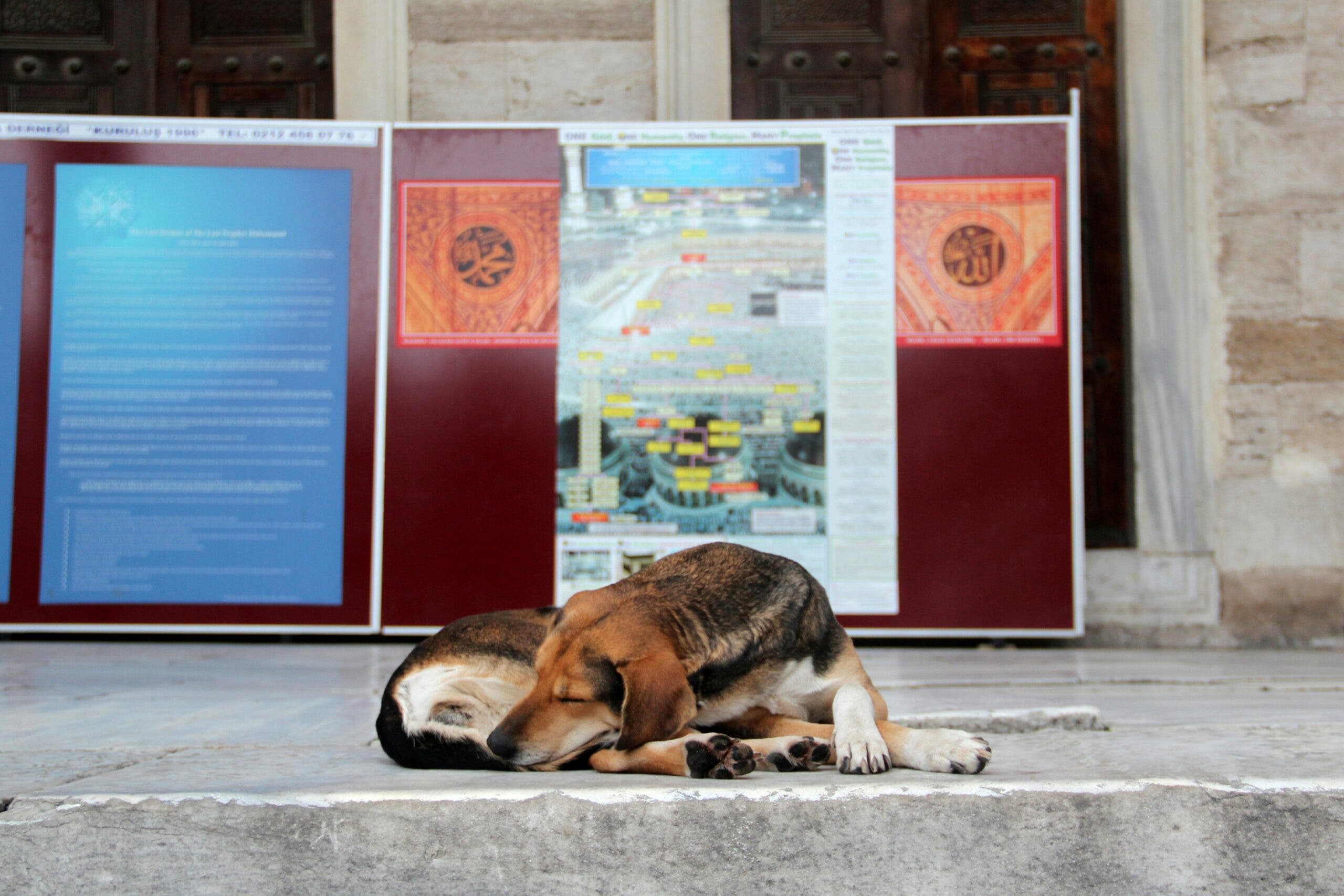 Sacrificarán 4 millones de perros callejeros si no se les encuentra dueño