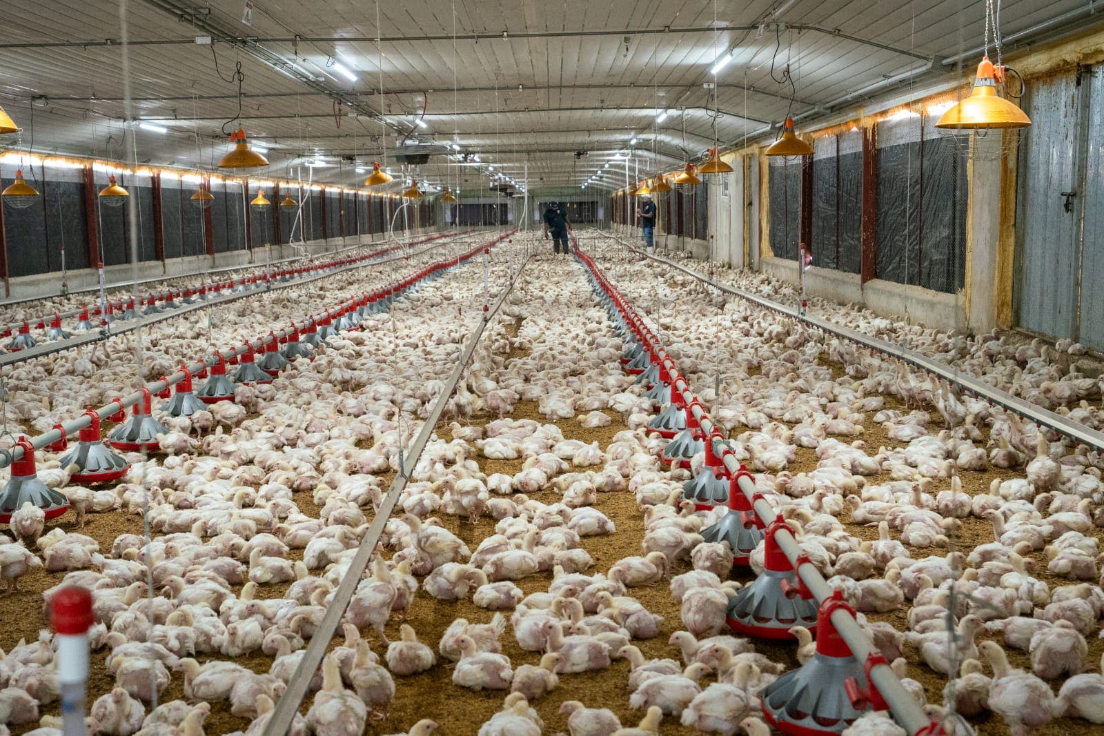 Gobierno dispone programa de pignoración por más de RD$900 millones por excedente de producción de pollos