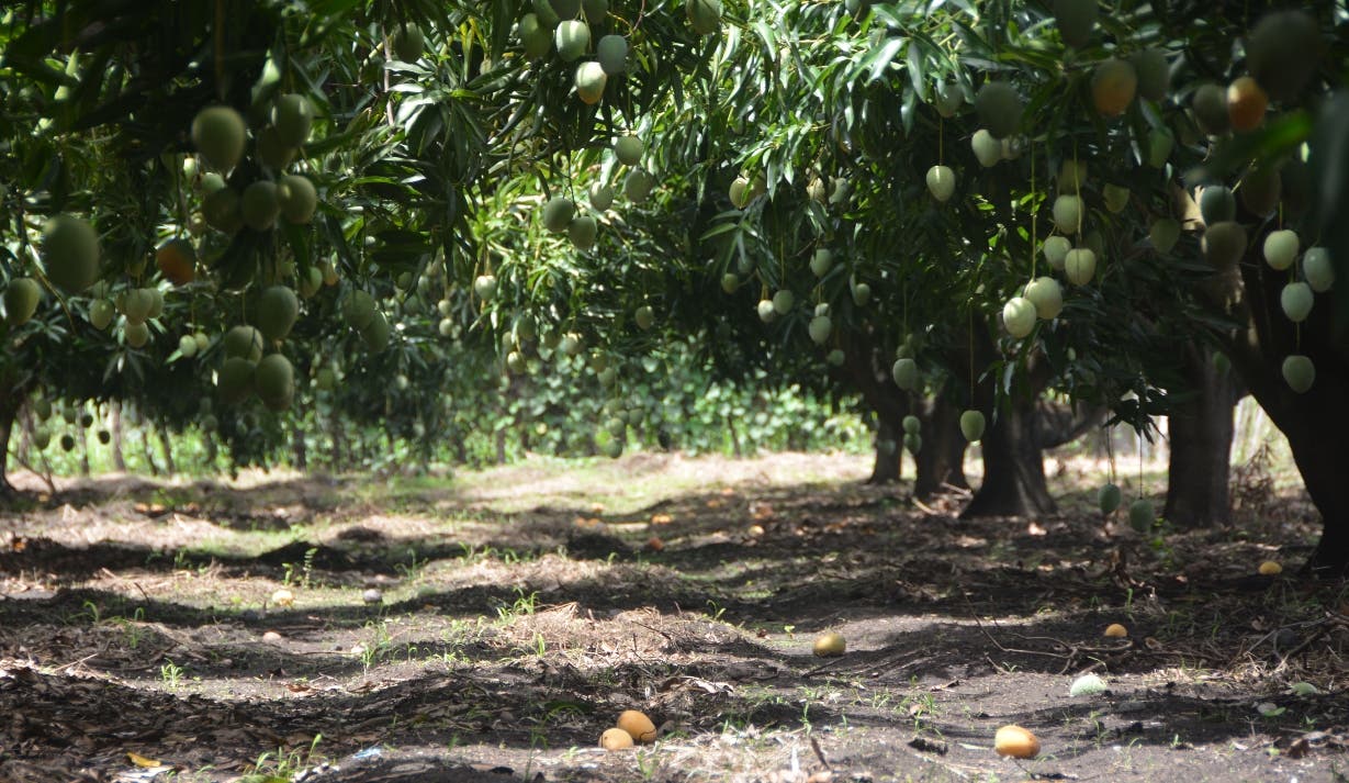 País urge impulsar la industria del mango