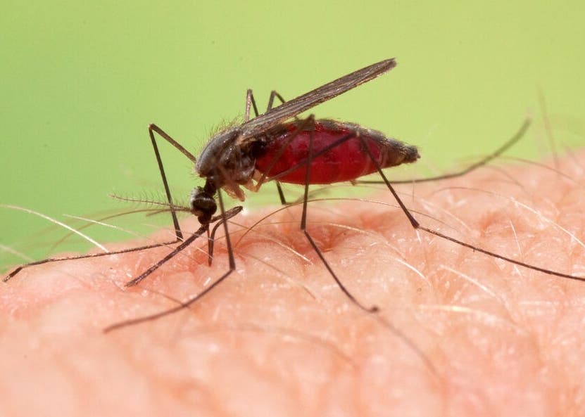 Casos malaria suben más 200 % respecto a 2023