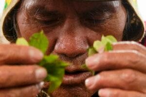 Coca Beer, una cerveza hecha de hoja de coca, una planta cargada de energía y estigma