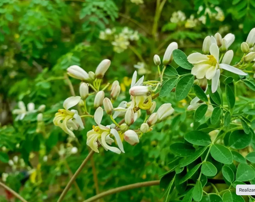 La moringa: un tesoro de nutrientes y beneficios medicinales