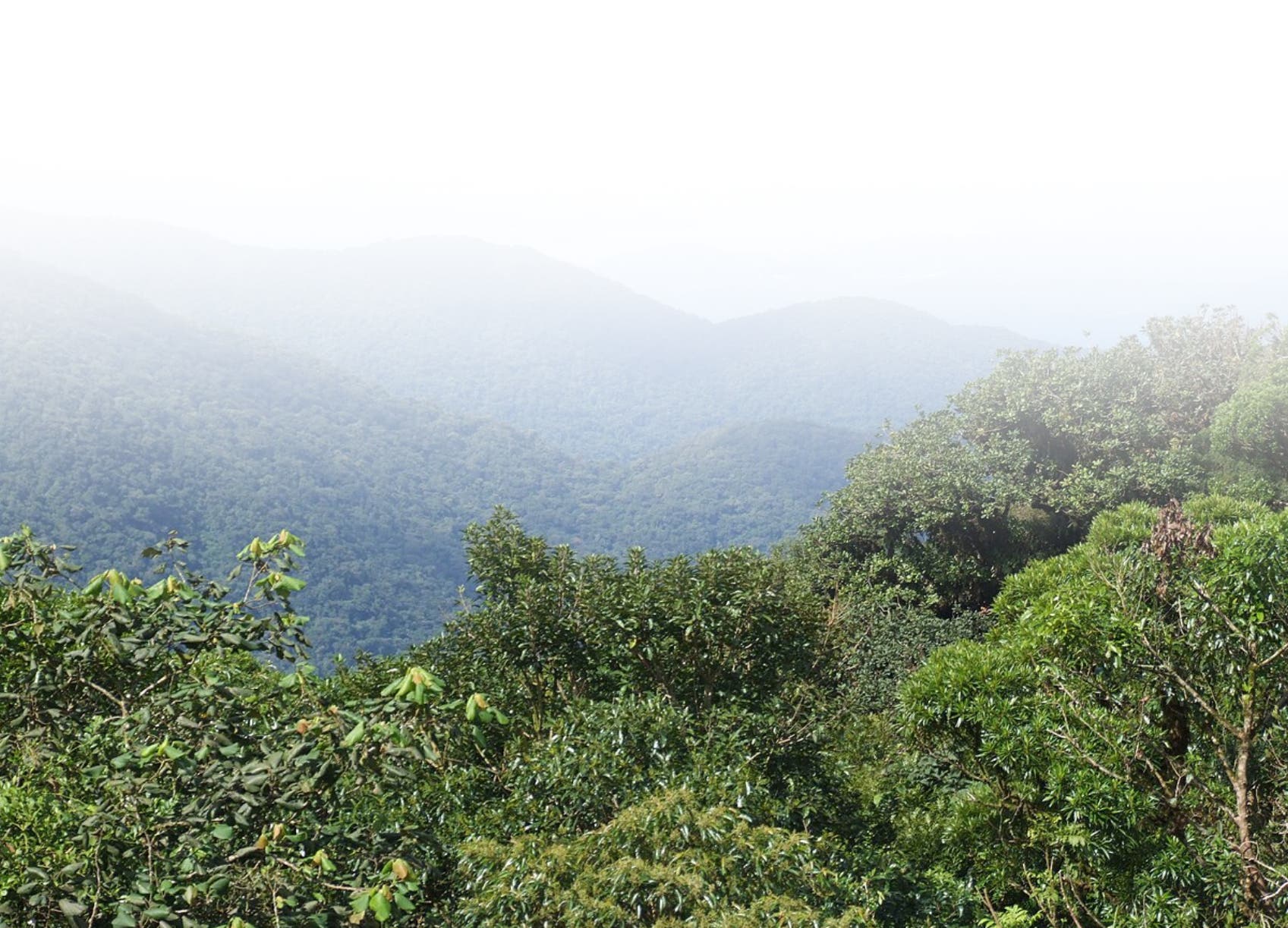 Bosques tropicales, influyen en equilibrio ambiental del planeta