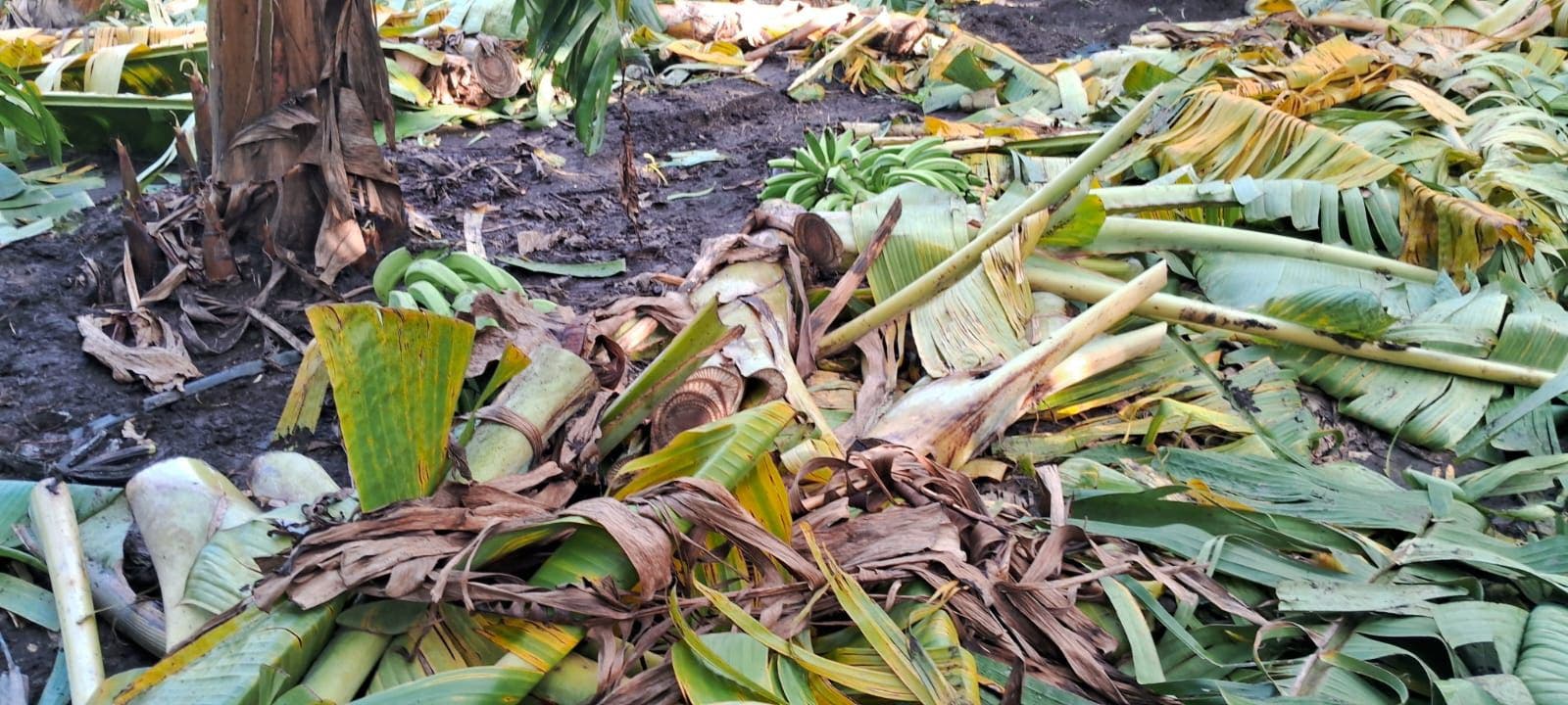 Gobierno apoyará productores de plátanos afectados por los fenómenos atmosféricos de los últimos días