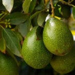 Razones por las que los aguacates son tan controvertidos y malos para el medio ambiente