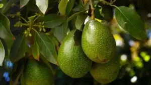 Razones por las que los aguacates son tan controvertidos y malos para el medio ambiente