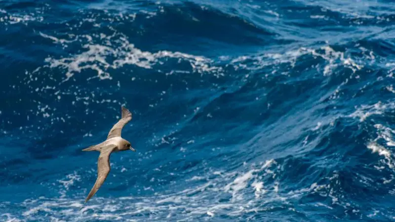 Las particulares razones por las que el océano Pacífico es más alto que el Atlántico (y cómo afecta eso al Canal de Panamá)