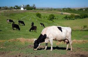 Dinamarca implementará un impuesto sobre los animales por sus emisiones de flatulencias