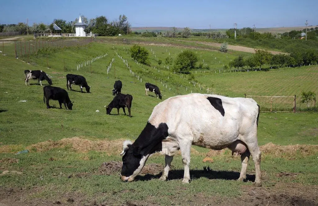 Dinamarca implementará un impuesto sobre los animales por sus emisiones de flatulencias