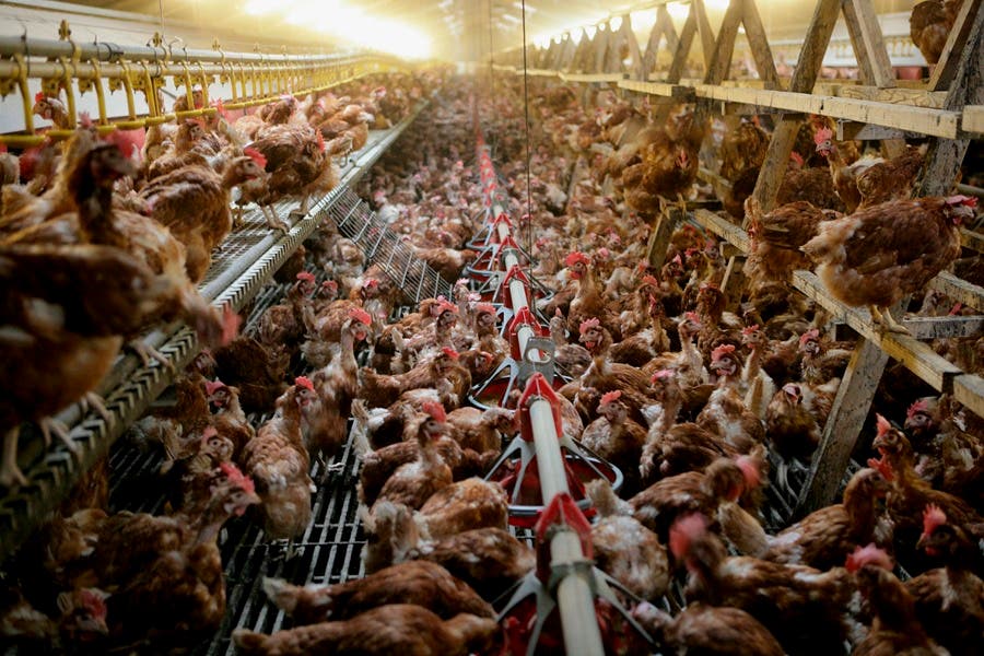 Gripe aviar: La OMS alerta ante los brotes en ganado vacuno, se han triplicado en un mes