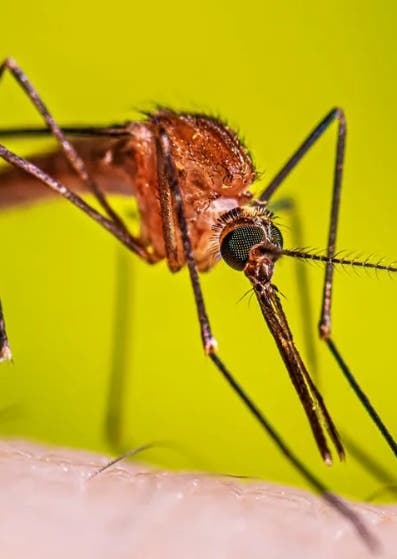 Salud asegura brote de malaria en el sur del país  está controlado