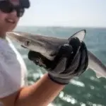 Cómo se explica que tiburones en costa de Brasil hayan dado positivo a cocaína