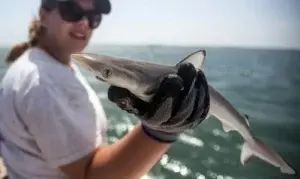 Cómo se explica que tiburones en costa de Brasil hayan dado positivo a cocaína