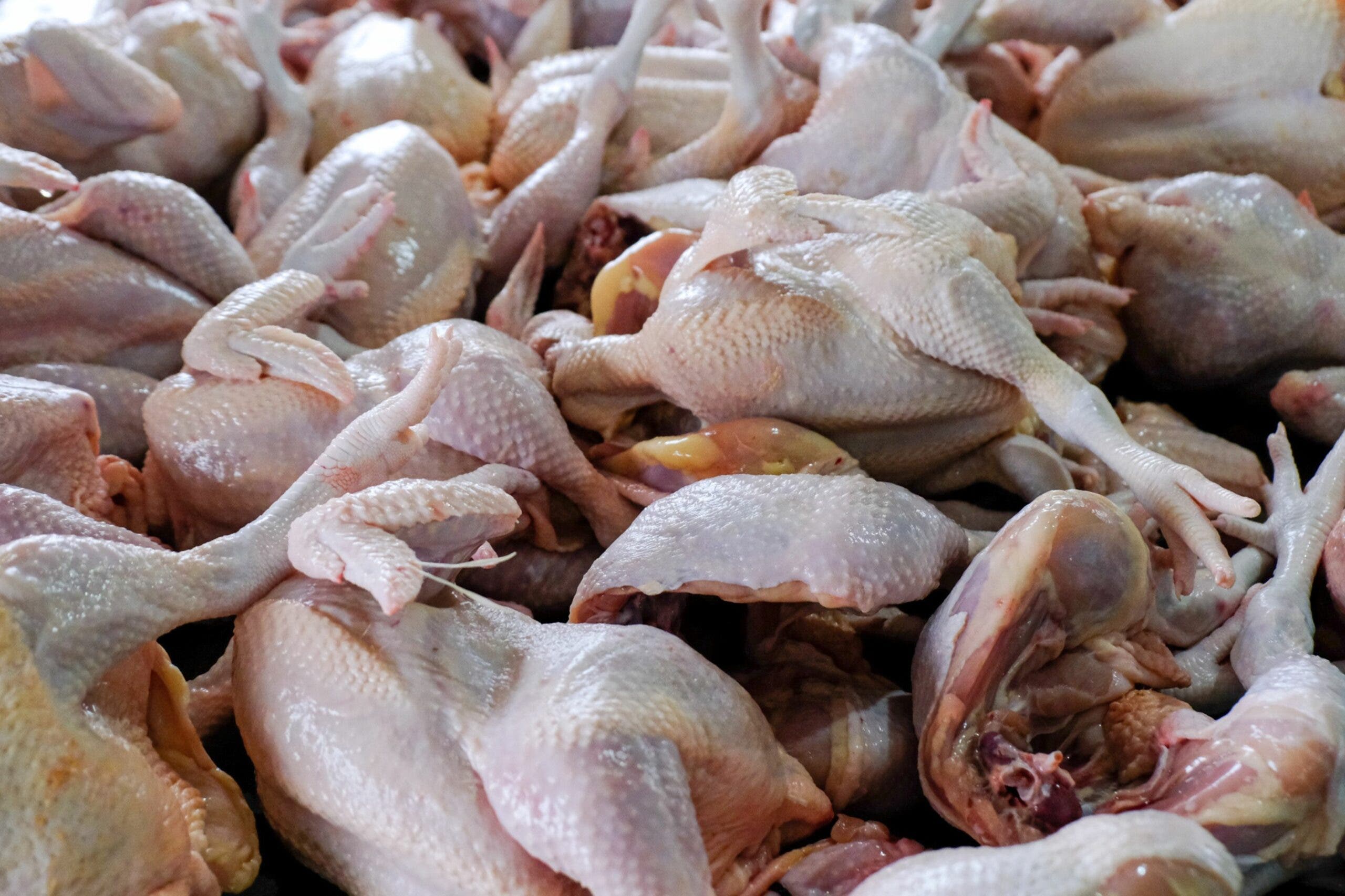 Agricultura reparte seis millones de pollo para reducir escasez