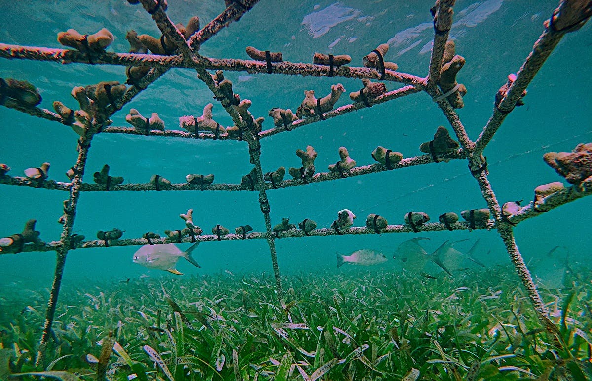 Viveros de coral para recuperar los arrecifes en Punta Cana