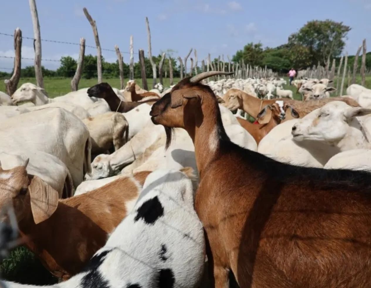 El Gobierno pone control a entrada de animales de Haití