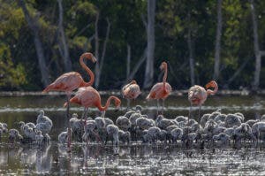 Dos nuevos sitios de anidamiento del flamenco americano en República Dominicana