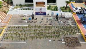 Autoridades desmantelan invernadero con 216 matas de marihuana en Guerra