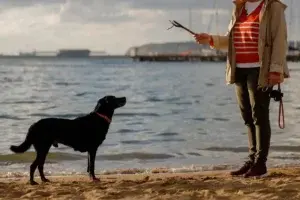 Día Mundial del Perro: El mejor amigo del hombre