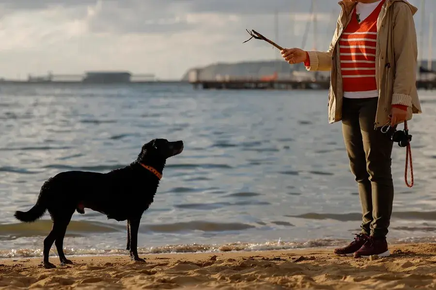 Día Mundial del Perro: El mejor amigo del hombre