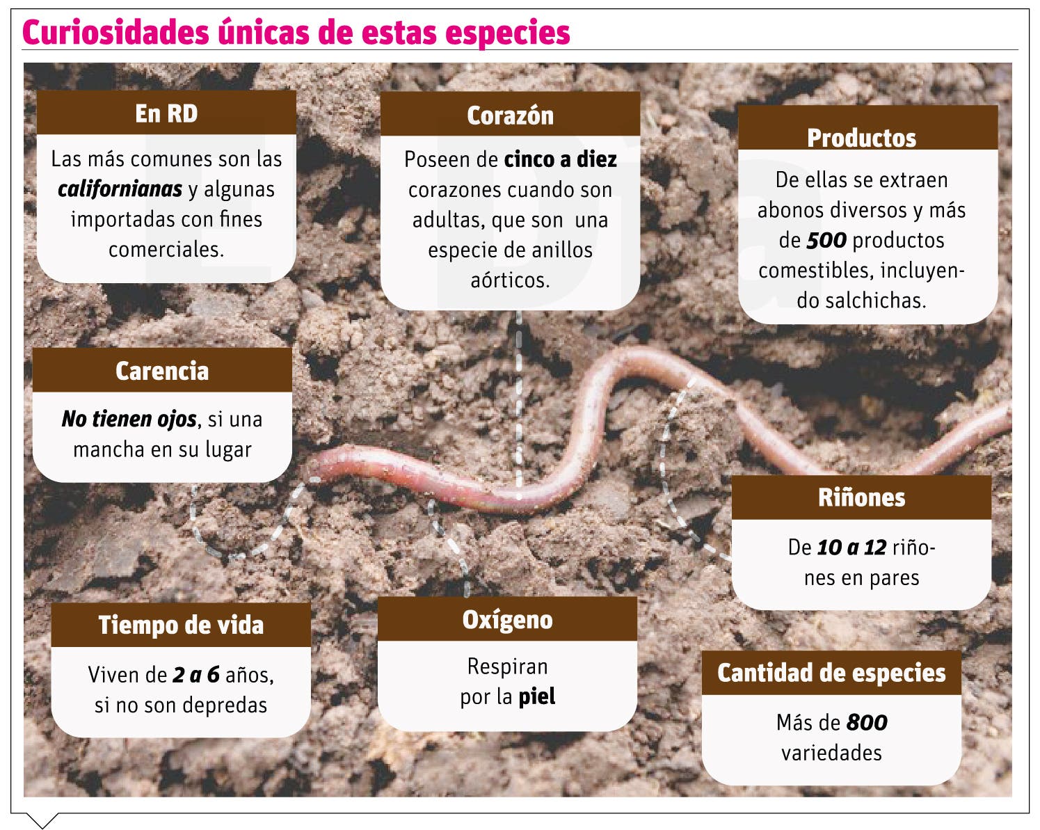 Lombrices, indicadoras de  la funcionalidad de los ecosistemas