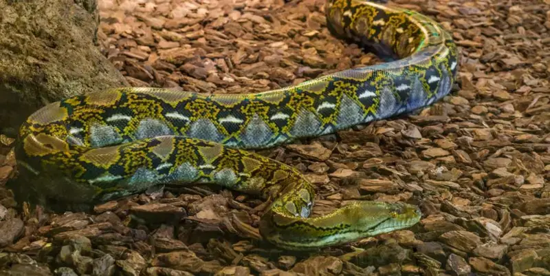 Una serpiente pitón se come a una mujer de 36 años en Indonesia