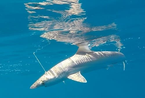 Detectan tiburones intoxicados con cocaína “por primera vez en el mundo” en Brasil