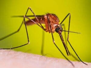 El 95 % casos de malaria está en Azua y San Juan