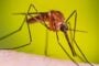 La malaria tiene presencia activa en el sur del país